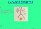 L’aparell excretor | Recurso educativo 35454