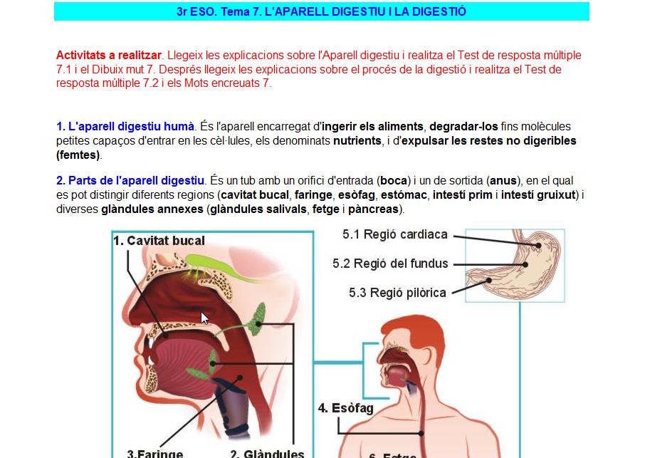 L’aparell digestiu | Recurso educativo 35921