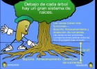 La vida secreta de los árboles | Recurso educativo 36439