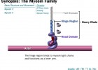 Video: Synopsis, the Myosin Family | Recurso educativo 39949