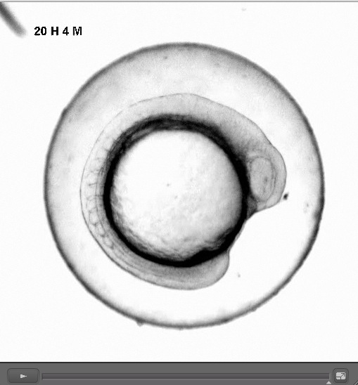 Video: All Embryos | Recurso educativo 39950