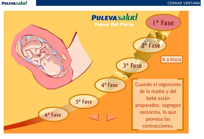 Fases del parto | Recurso educativo 43279