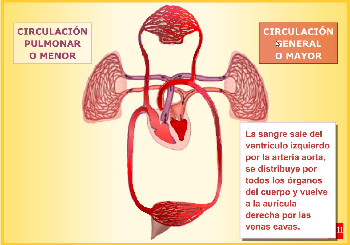 Aparato Circulatorio | Recurso educativo 43392