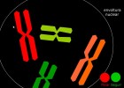 Meiosis | Recurso educativo 43690