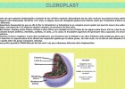 Cloroplast | Recurso educativo 47643