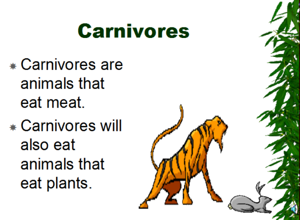 Food chains | Recurso educativo 48355