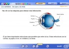 Los sentidos - Los ojos y la vista | Recurso educativo 48401