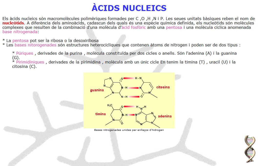 Estructura de l'ADN | Recurso educativo 49092