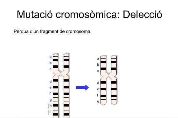 Les mutacions | Recurso educativo 49534