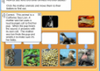 Animals and their babies | Recurso educativo 58965