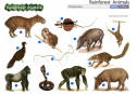 Rainforest  animals | Recurso educativo 60370