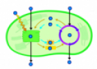 Photosynthesis | Recurso educativo 61245