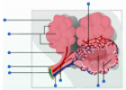 Alveoli | Recurso educativo 61482