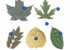 Leaf terminology | Recurso educativo 61499