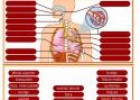 El cuerpo: aparatos digestivo, respiratorio y urinario | Recurso educativo 10918