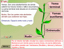 Interactivo: las plantas | Recurso educativo 12391