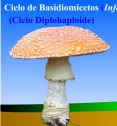 Ciclo de las setas | Recurso educativo 13869