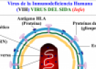 Virus del SIDA | Recurso educativo 13903