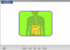 The Digestive System | Recurso educativo 17635