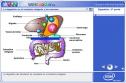 Digestión 2 | Recurso educativo 2661