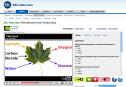 Video: Plant Structure and Function Quiz | Recurso educativo 31590