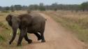 Elefante africano (Loxodonta africana. Blumenbach, 1797) | Recurso educativo 3304