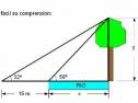 Trigonometría: 29.Problema del río y el árbol | Recurso educativo 3783