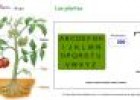 Juego del ahorcado: las plantas. | Recurso educativo 7216