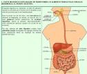 Aparatos que intervienen en la nutrición 1 | Recurso educativo 7373