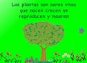 Las plantas | Recurso educativo 8494