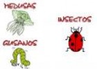 Animales invertebrados | Recurso educativo 8684