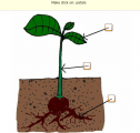 Parts of a plant | Recurso educativo 65234