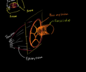 Anatomy of a muscle cell | Recurso educativo 72076