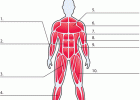 How the body works: the muscles | Recurso educativo 73226