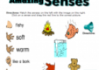 Your amazing senses | Recurso educativo 75534