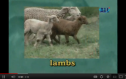 Video: On a farm | Recurso educativo 78748