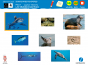 Somos investigadores: Los tiburones son peces | Recurso educativo 79293