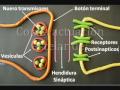 Sinapsis | Recurso educativo 92281