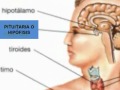 SISTEMA ENDOCRINO | Recurso educativo 92496