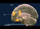 ¿Cómo es el cerebro adolescente? | Recurso educativo 92660