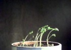 Tropism Experiment | Recurso educativo 92867