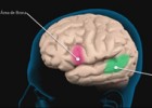 Áreas de Broca y Wernicke | Recurso educativo 93185