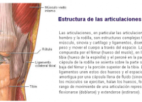 KirolXabi: ANATOMIA: ARTIKULAZIOAK (ARTICULACIONES) | Recurso educativo 95460