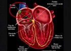 SISTEMA DE CONDUCCION CARDIACO | Recurso educativo 105807