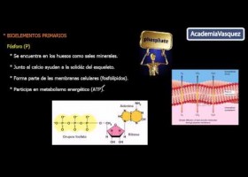 Bioelementos | Recurso educativo 106586