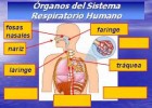 EL SISTEMA RESPIRATORIO DEL SER HUMANO.mpg | Recurso educativo 108645