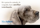 Curso de Auxiliar Veterinario | Recurso educativo 113603