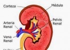 adn-dna: 354- La dieta "Dukan" aumenta el riesgo de padecer problemas de | Recurso educativo 115006