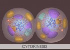 Mitosis | Recurso educativo 121466