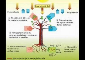 Las Plantas - YouTube | Recurso educativo 402861